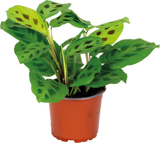 Maranta 'Kerchoveana'– Gebedsplant – Kamerplant – Luchtzuiverend – ⌀12cm –10-15cm