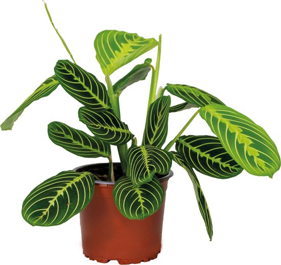 Maranta Lemon Lime - Gebedsplant - Kamerplant - Luchtzuiverende plant voor binnen - ⌀12 cm - 10-15 cm