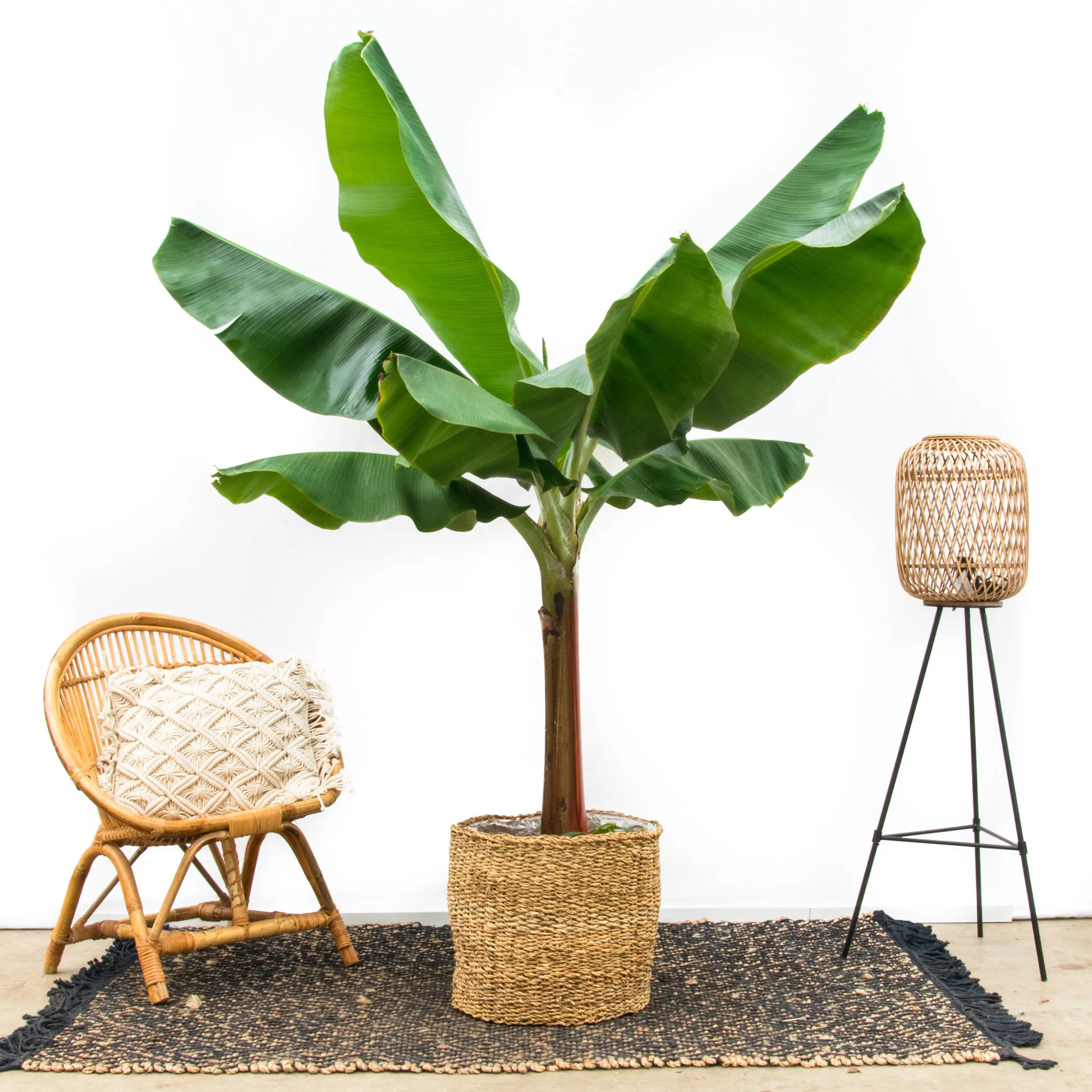 Musa Dwarf Cavendish - Bananenplant - P30