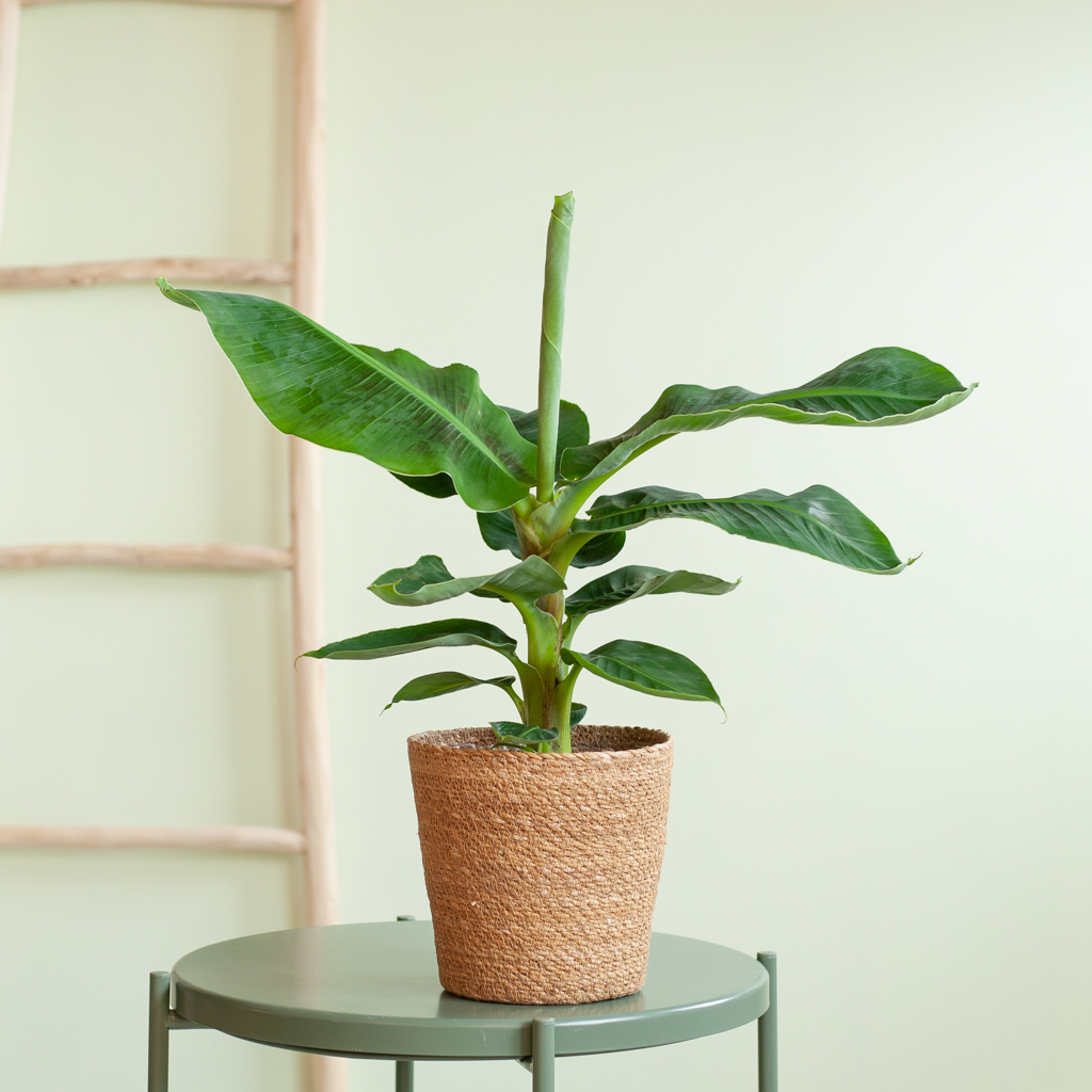 Musa Tropicana (Bananenplant) - P17