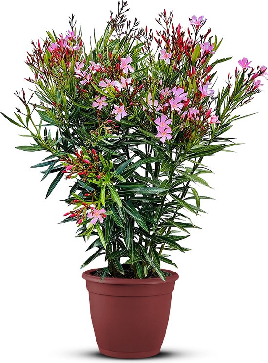 Nerium Oleander - Oleander Roze - Roze bloemen - Pot ⌀ 27cm - Hoogte 80-100cm