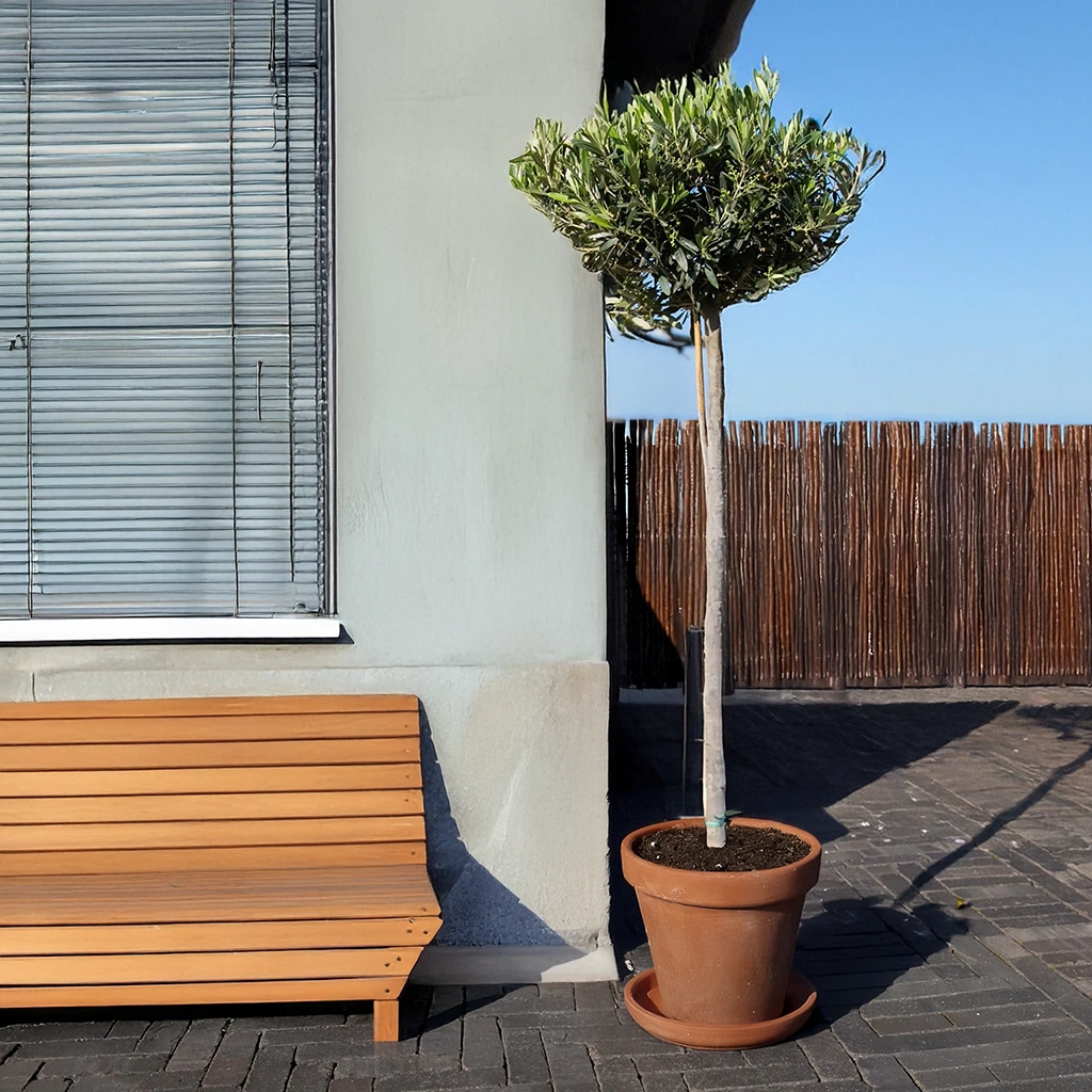 Olea Europaea - Olijfboom - P24