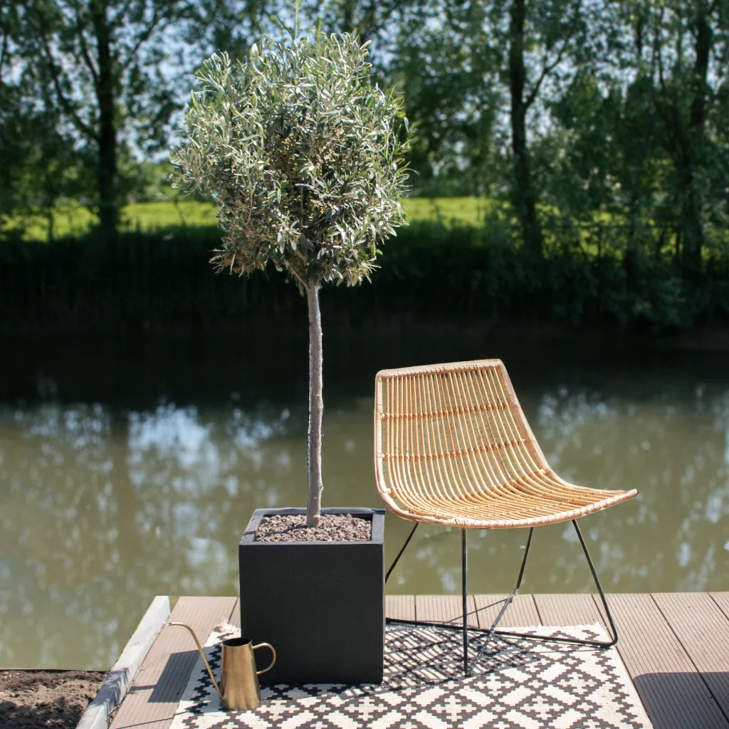 Olea Europaea - Olijfboom op stam - P30