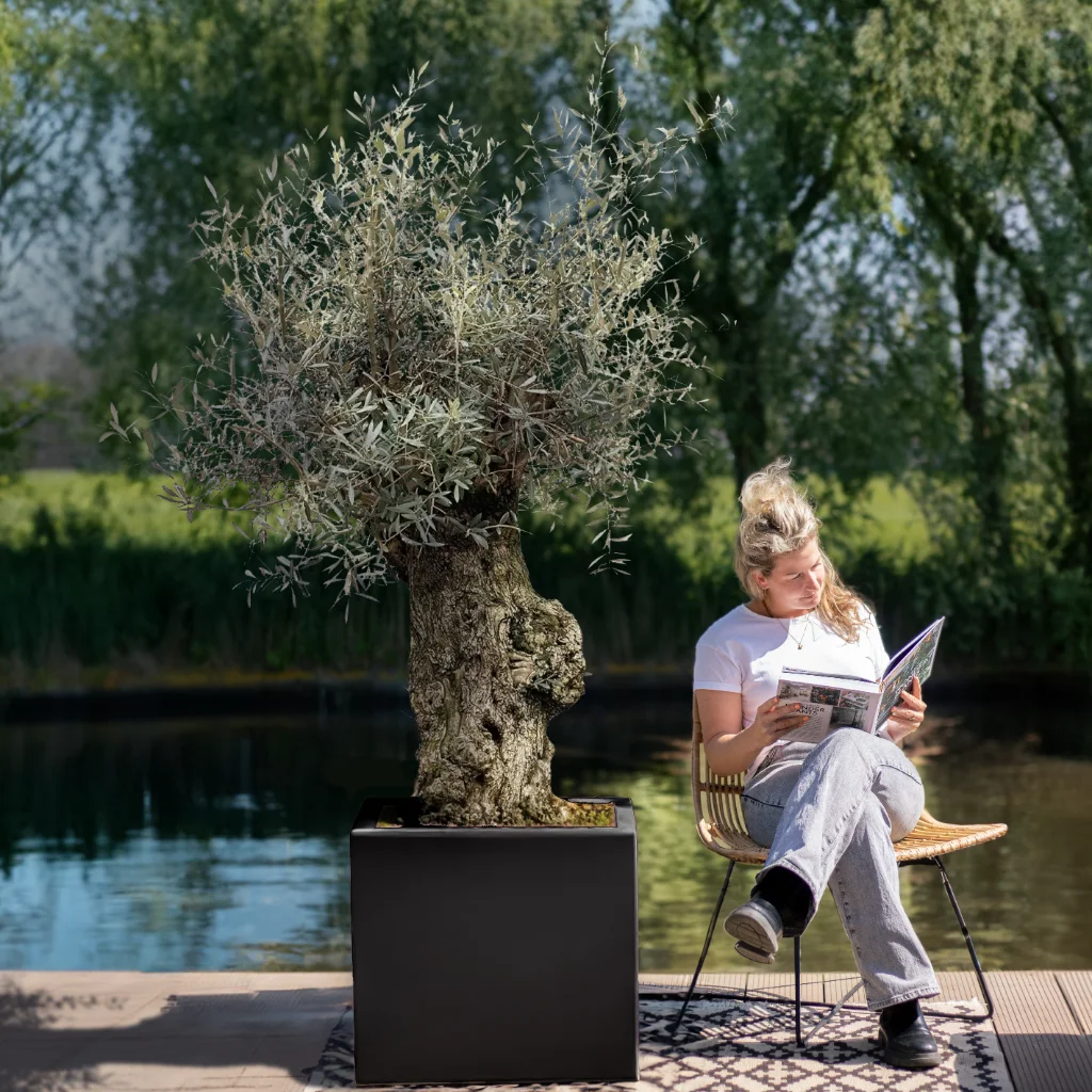 Olea Europaea Bonsai - Grote Olijfboom - P65