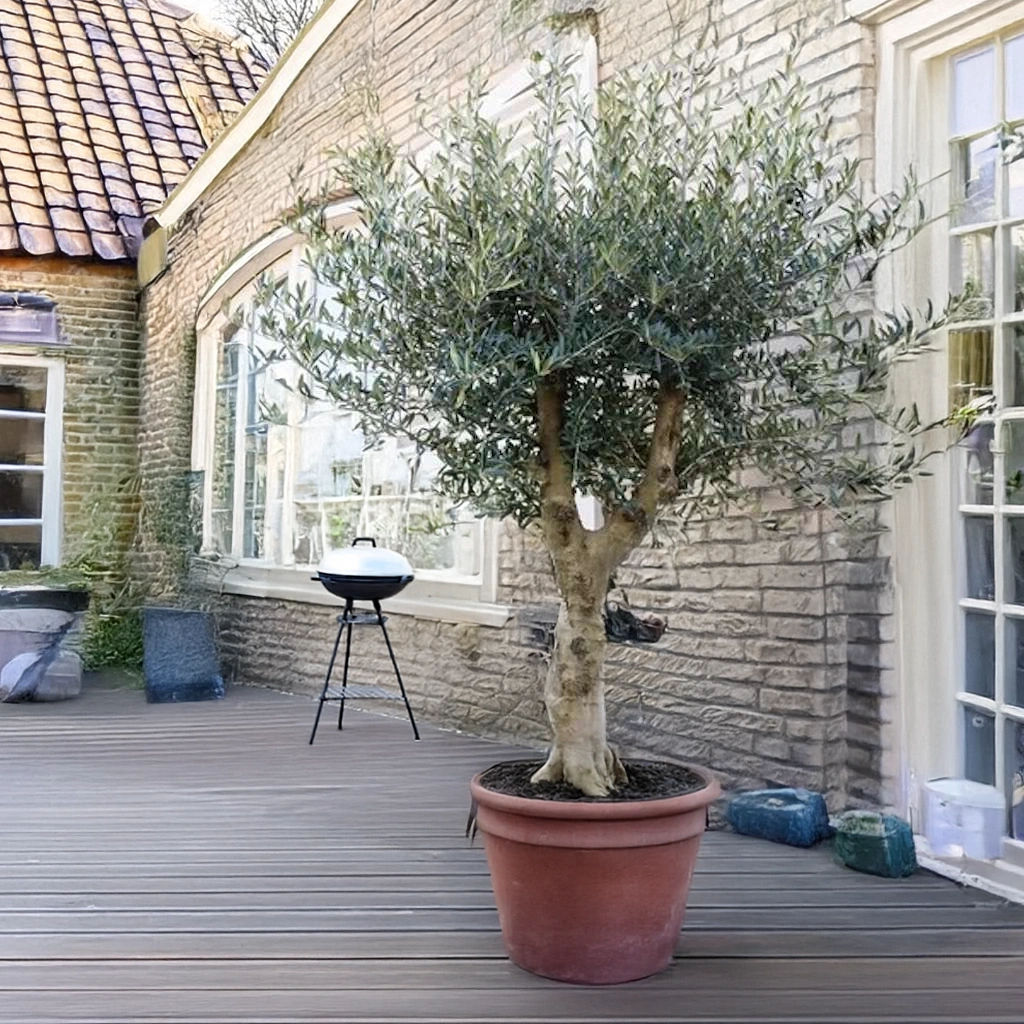 Olea Europaea Lorc - Olijfboom - P45