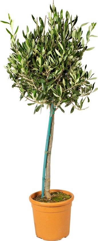 Olea Europaea– Olijfboom op stam – Boom – Winterhard - ⌀19 cm - 80-90 cm