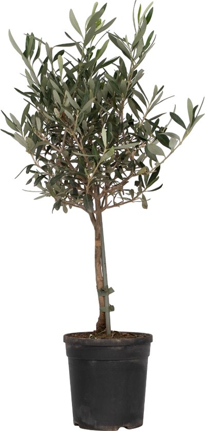 Olijfboom op stam - Olea Europaea - Pot ⌀17 cm -Hoogte 50-60 cm
