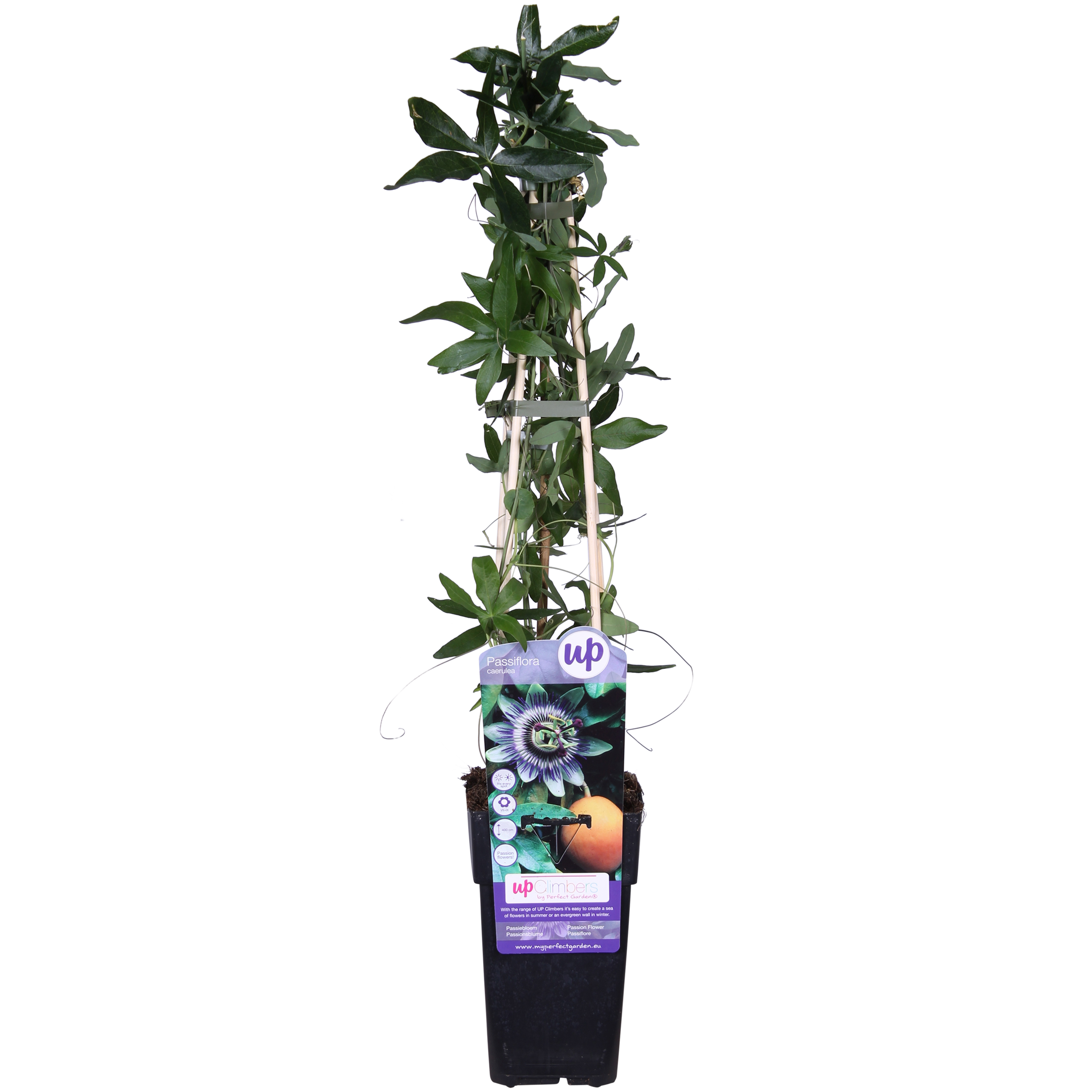 Passiflora caerulea - ↨65cm - Ø15
