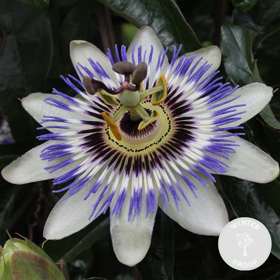 Passiflora caerulea – Passiebloem – Klimplant – Winterhard - ⌀15 cm - 60-70 cm