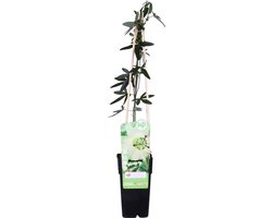 Passiflora Elliot – Passiebloem – Klimplant – Onderhoudsvriendelijk - ⌀15 cm - 60-70 cm