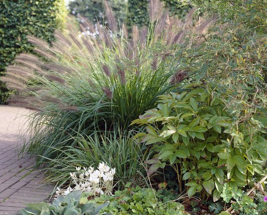 Pennisetum Viridencis XL | 1 stuk | Lampenpoetsersgras