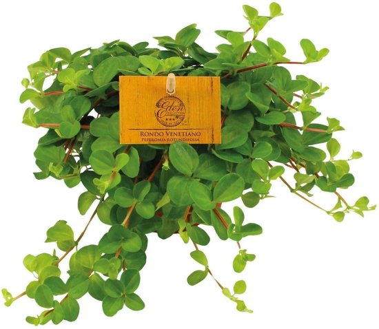 Peperomia Rotundifolia - 15cm -Ø12 Groene Kamerplant -Sierplantenshop