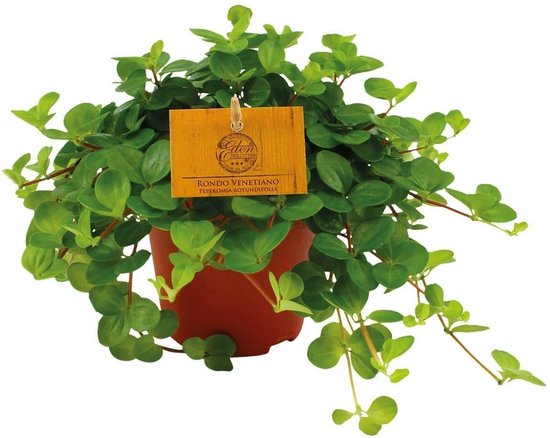 Peperomia Rotundifolia – Groene Kamerplant – Ø12 cm – ↨20 cm – Onderhoudsvriendelijk – Luchtzuiverend – Sierlijke Hangplant