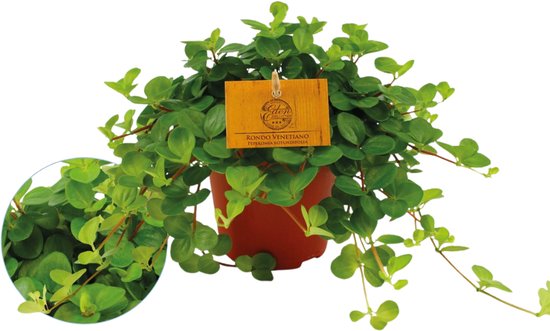Peperomia Rotundifolia – Groene Kamerplant – Ø8,5 cm – luchtzuiverend - kralenplant