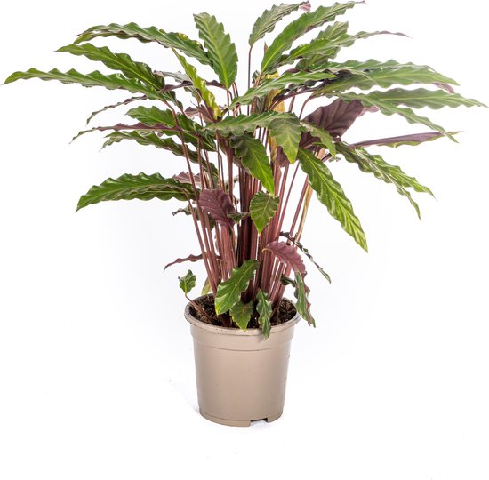 Plantenboetiek.nl | Calathea Rufibarba - Ø17cm - 35-45cm hoog - Kamerplant - Groenblijvend