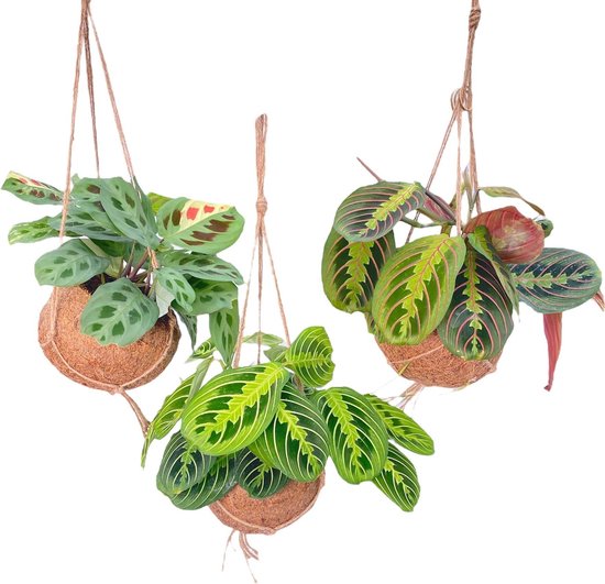 Plantenboetiek.nl | Kokodama Maranta Mix - 3 stuks - Ø15cm - 20cm hoog - Kamerplant - Groenblijvend - Multideal
