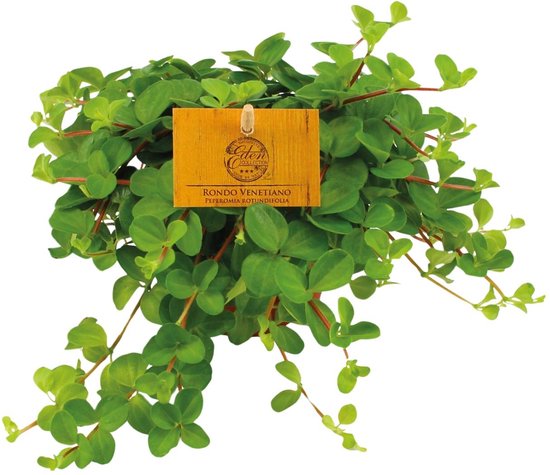 Plantenboetiek.nl | Peperomia Rotundifolia - Ø11cm - 15cm hoog - Kamerplant - Groenblijvend - Cactus & Vetplanten