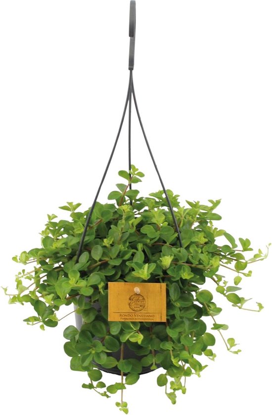 Plantenboetiek.nl | Peperomia Rotundifolia - Ø15cm - 25cm hoog - Kamerplant - Groenblijvend - Cactus & Vetplanten