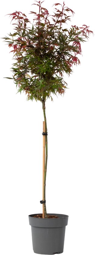 Plant in a Box - Acer palmatum 'Shaina' - Japanse Esdoorn boom winterhard - Rode bladeren - Pot 19cm - Hoogte 80-90cm