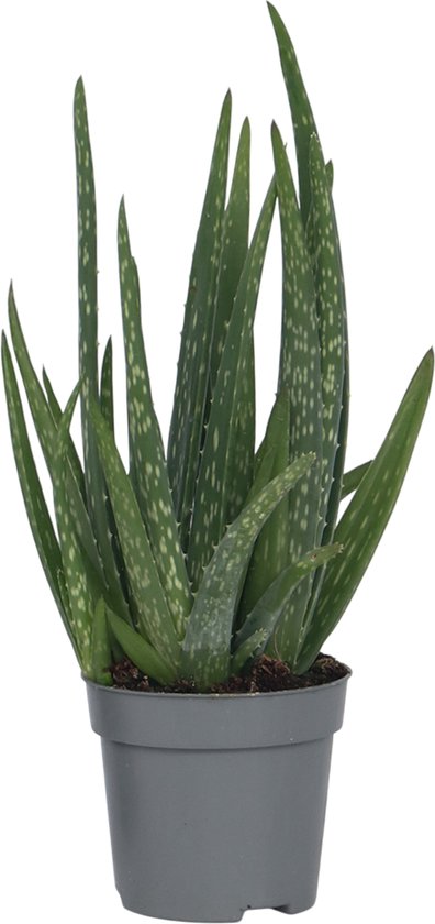 Plant in a Box - Aloë vera - Aloe barbadensis - Hoogte 25-40cm - Pot 10,5cm - Kamerplant - Groen