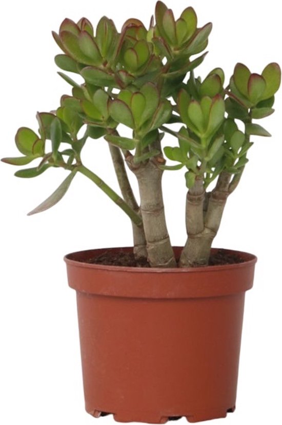 Plant in a Box - Crassula ovata Minor - Vetplant - Kamerplant - Pot 17cm - Hoogte 30-35cm