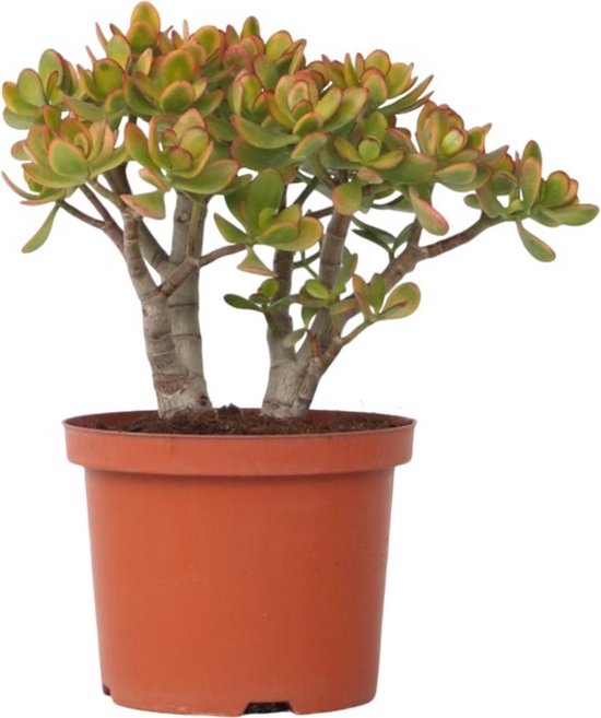 Plant in a Box - Crassula ovata Sunset - Vetplant - Kamerplant - Pot 17cm - Hoogte 30-35cm