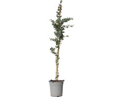 Plant in a Box - Eucalyptus cinerea 'Silver Dollar' - Winterharde Eucalyptus - Pot 19cm - Hoogte 90-110cm