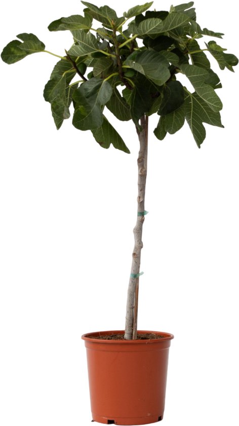Plant in a Box - Ficus Carica - Fruitboom - Winterharde Vijgenboom - Pot 21cm - Hoogte 70-90cm