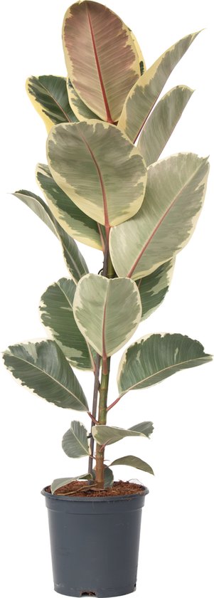 Plant in a Box - Ficus Elastica Tineke - 'Rubberboom' - Luchtzuiveredne kamerplant - Pot 24cm - Hoogte 75-100cm