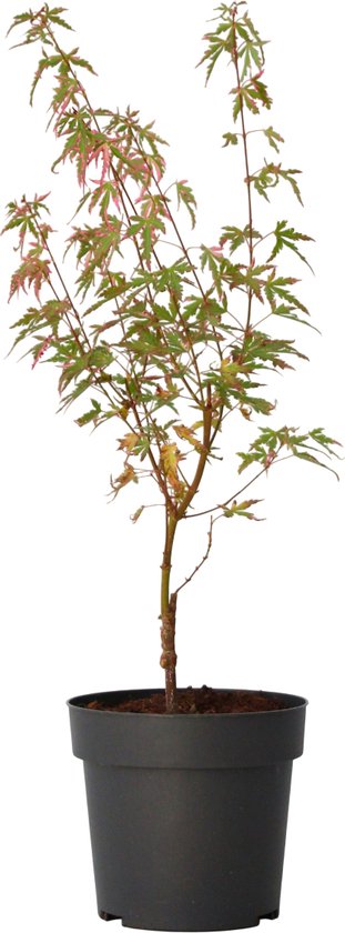 Plant in a Box - Japanese Maple 'Taylor' - Japanse Esdoorn winterhard - Limited edition Acer boom - Pot 19cm - Hoogte 50-60cm
