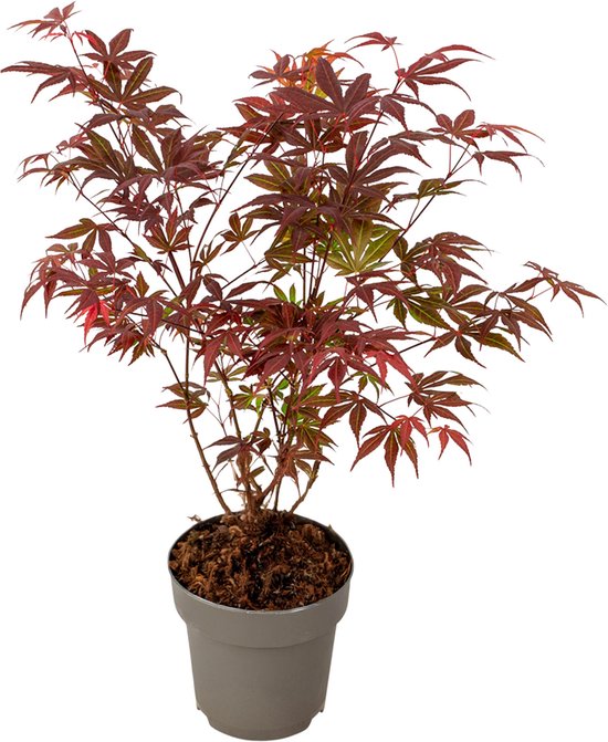 Plant in a Box - Japanse Esdoorn - Acer palmatum - Hoogte 35-55 cm - ø 15 cm - Buitenplanten - Rood