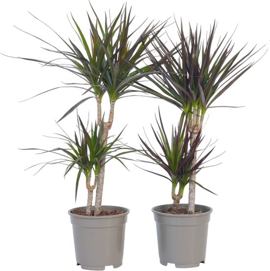 Plant in a Box - Set van 2 Dracaena Marginata - Dracaena drakenbloedboom - Pot 17cm - Hoogte 70-80cm