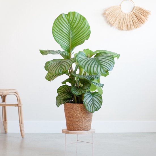 Plantje.nl - Calathea Orbifolia - Schaduwplant - P19 - Woonkamerplanten