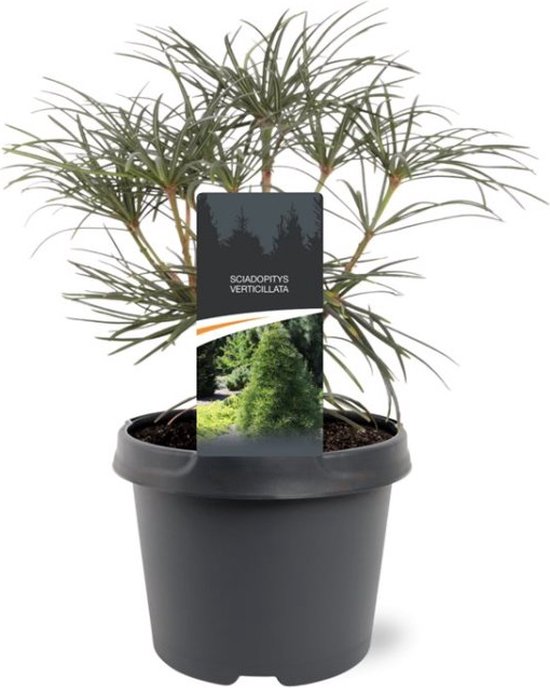 Plants Online - Set van 1 - Sciadopitys verticillata - 3 liter pot - Plant 30-40 cm