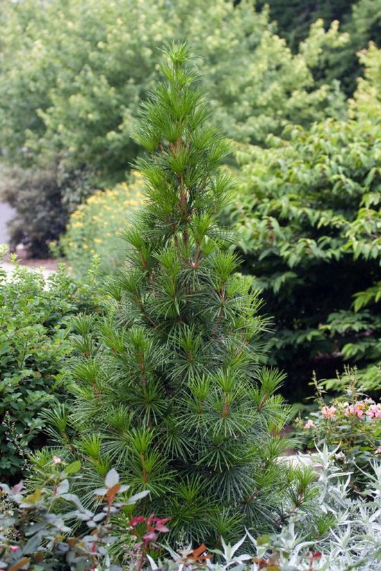 Plants Online - Set van 1 - Sciadopitys verticillata - 5 liter pot - Plant 25-30 cm