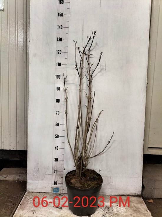Plants Online - Tuinplanten - Heesters - Set van 1 - Viburnum lantana - 10 liter pot - Plant 100-125 cm