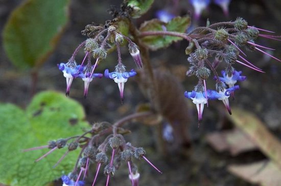 Plants Online - Tuinplanten - Vaste planten - Set van 5 - Trachystemon orientalis - 0.7 liter pot - Plant