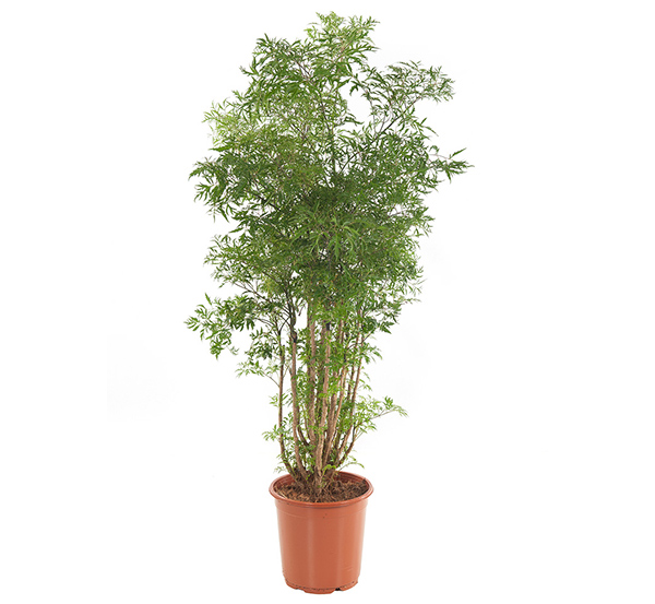 Polyscias 'Ming' (Aralia) P 24