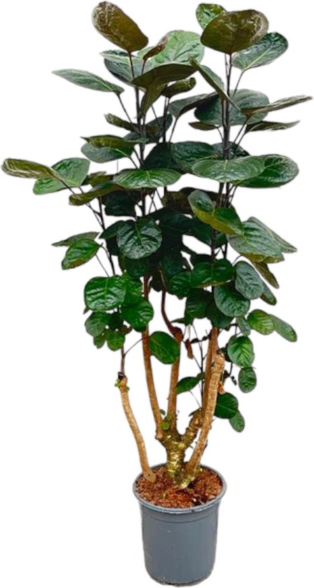 Polyscias Fabian Kamerplant/ Ming Aralia Kamerplant, 1.30 meter hoog - ø24