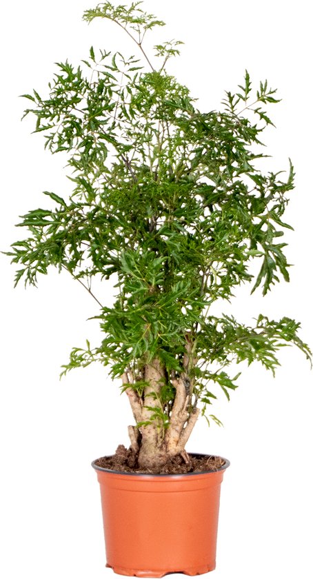 Polyscias Ming - Aralia - Kamerplant - Bijzonder - ⌀12 cm - 30-40 cm