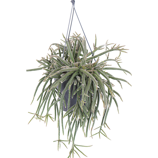 Rhipsalis Horrida (Rotskoraal) Hangplant - P 17 cm