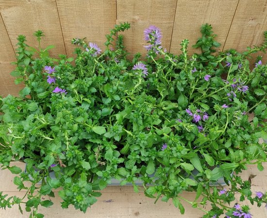 Scaevola Waaierbloem 10 stuks per tray kleur paars