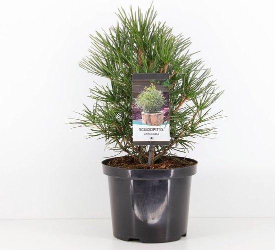 Sciadopitys verticillata 30-40 cm