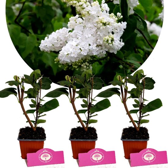 Set van 3 Seringen - Syringa vulgaris 'Miss Ellen Willmott'- Hoogte 25cm - 9cm pot