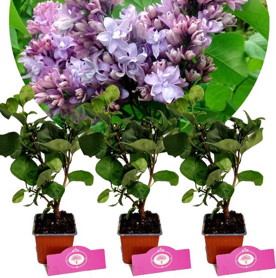 Set van 3 Seringen - Syringa vulgaris 'Nadezhda' - 'Hope'- Hoogte 25cm - 9cm pot