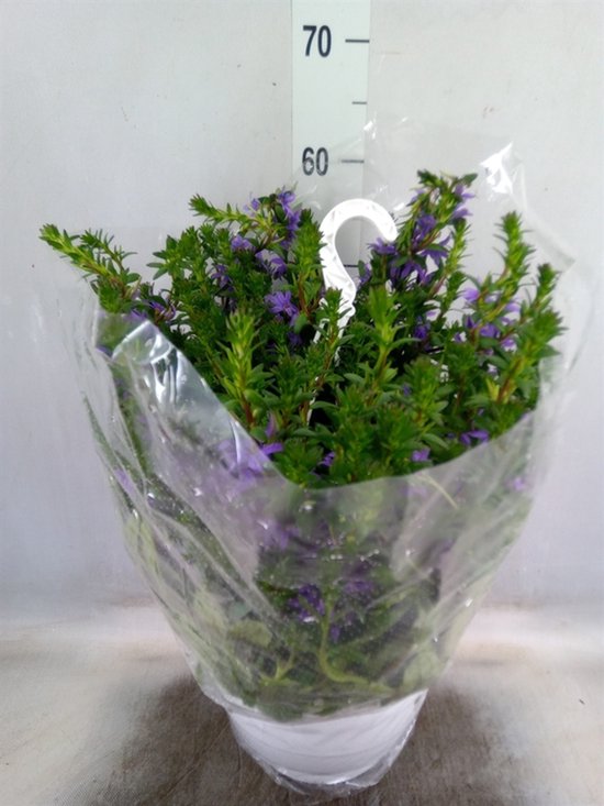 Sproution Scaevola aemula 'Blue Fan' - Hoogte 50cm - Potmaat 27cm - Luchtzuiverende Kamerplant - Plant binnen