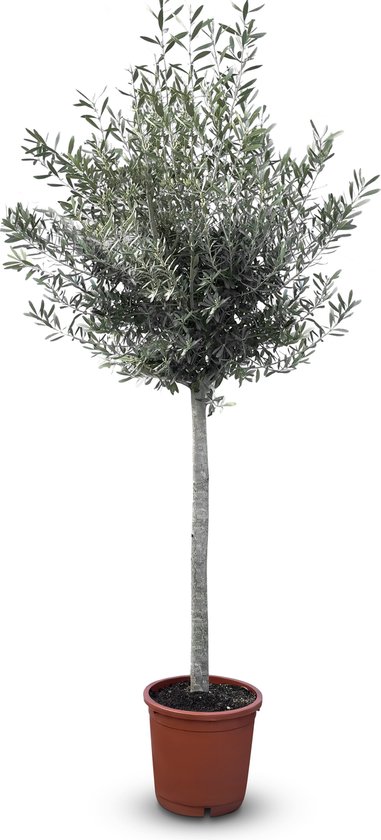 Sunny Tree - Olea Europea - Olijfboom - Groenblijvend - 15 jaar oud- 170 cm - Winterhard tot -18