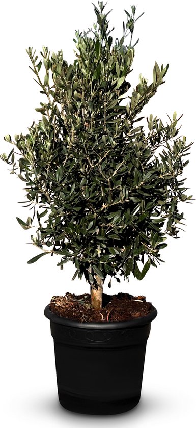 Sunny Tree - Olijfboom - Olea Europea - Winterharde olijfboom in struikvorm - Hoogte 100-120 cm