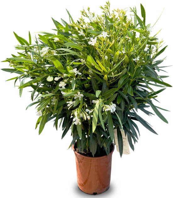 Sunny Tree - Plant - Oleander- Nerium Oleander - 80-100 cm - Kleur Wit - Buitenplant