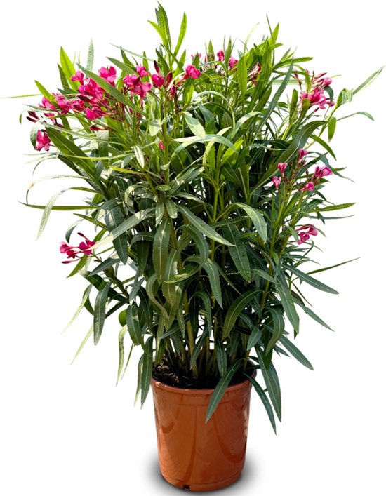 Sunny Tree - Plant - Oleander- Nerium Oleander - Hoogte 100-120 cm - Kleur Rood - Buitenplant